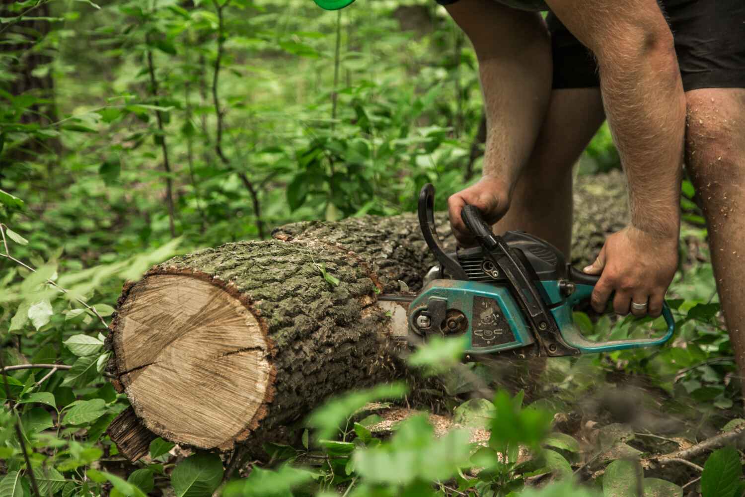 Best Tree Pruning Services  in Bradford Woods, PA